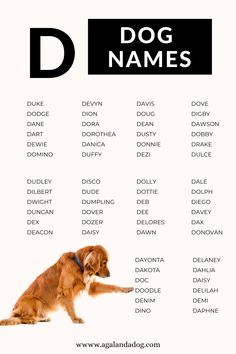 List of D Dog Names. Cutest Dog Names, Dog Symbolism, Mad At Myself, Names Ideas, Puppy Stuff