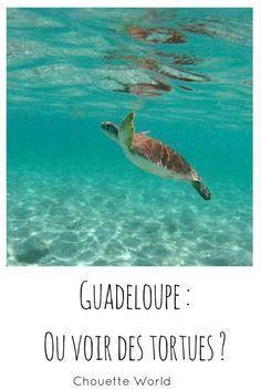 a turtle swimming in the ocean with text that reads, guadelope ou voir des tortues?