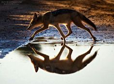 a lone wolf is walking along the water's edge in front of its reflection