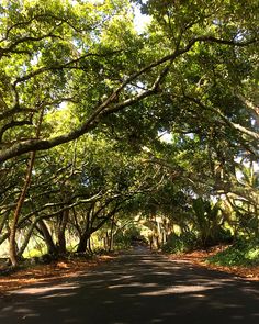 the road is lined with trees and leaves