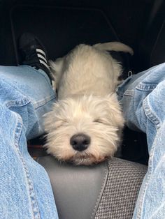 a small white dog laying in the back seat of a car next to someone's legs