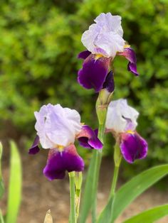 two purple and white flowers in front of some bushes