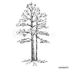 an ink drawing of a tree