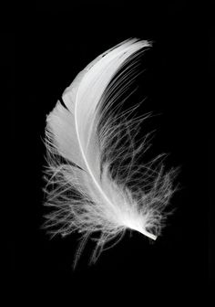 a white feather on a black background