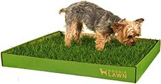 a small dog standing on top of a green box