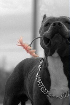 a black and white dog with a chain around it's neck holding a flower in its mouth