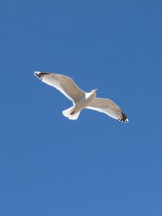 a seagull flying in the blue sky on a sunny day