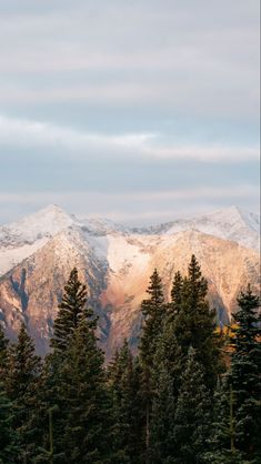 the mountains are covered with snow and trees in the foreground is a forest filled with tall pine trees