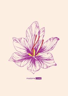 a purple flower on a pink background with the words madamshae written below it