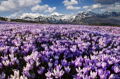 a field full of purple flowers with snow capped mountains in the background