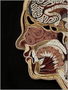 an image of a human head made out of different parts of the face and neck