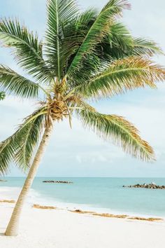 a palm tree sitting on top of a sandy beach next to the ocean and blue sky