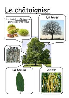 the different types of trees in french