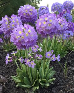 some purple flowers are growing in the dirt