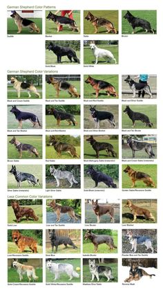 many different types of dogs are shown in this image, and there is also an info sheet