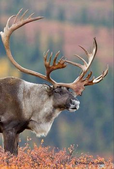 a deer with large antlers standing in the grass