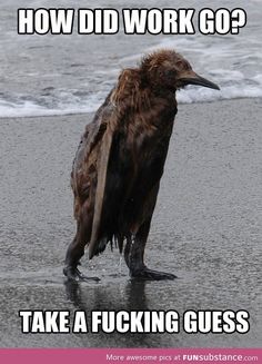 a bird standing on top of a sandy beach next to the ocean with a speech bubble above it