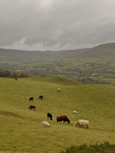 a herd of cattle grazing on top of a lush green hillside under a cloudy sky