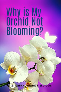 white orchids with the words why is my orchid not blooming? on a purple background