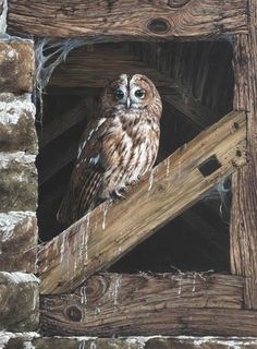 an owl sitting on top of a wooden beam