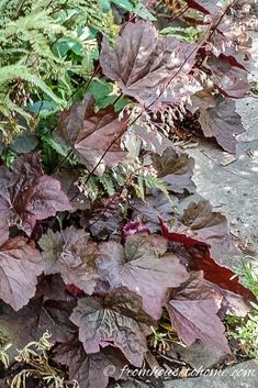 Ground Cover Plants For Shade (Perennials That Keep Weeds Down) | Perennial Garden Corabells Landscaping, Backyard Trees, Plant Tips