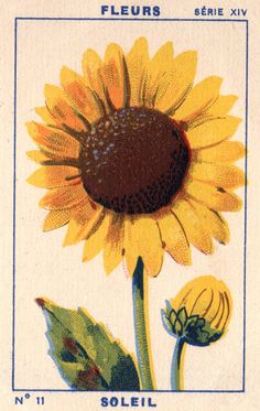 a stamp with a sunflower on it