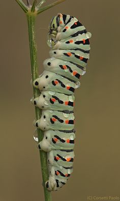 the caterpillars are all lined up together