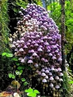 purple mushrooms growing on the side of a tree