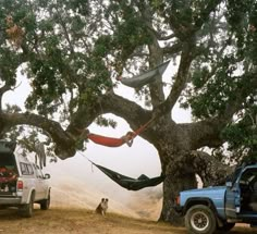 two trucks parked under a large tree with hammocks hanging from it's branches