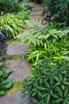 a path in the middle of a garden with lots of green plants on either side