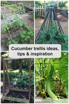 several pictures of different types of plants in the garden with text overlay reading cucumber trellis ideas, tips and inspiration