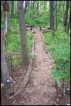 a path in the woods with lots of trees