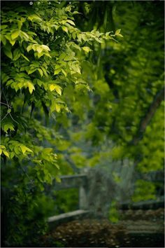 a bench sitting in the middle of a lush green forest