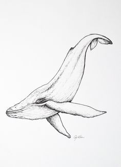 a drawing of a whale with its mouth open