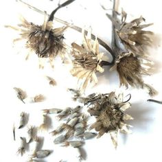 dried flowers on a white surface with no leaves