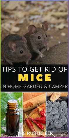 two mice sitting next to each other with the title tips to get rid of mice in home garden and camper