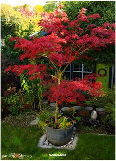 a potted tree in the middle of a garden