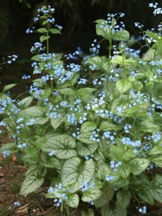 small blue flowers are growing in the ground near some leaves and grass on the ground