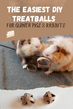 two hamsters playing with their toys on the floor and in front of them is an ad for guinea pigs & rabbits