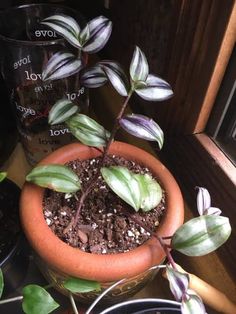 a potted plant sitting on top of a window sill