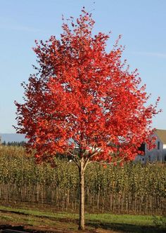 a red tree in the middle of a field