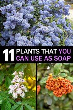 plants that you can use as soap