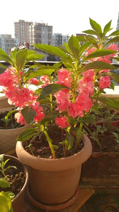 some pink flowers are in a pot on a table near other pots with plants and buildings in the background