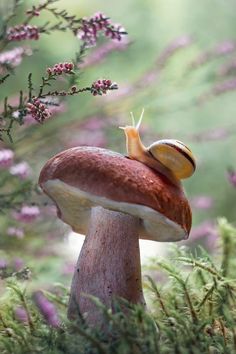 a snail is sitting on top of a mushroom