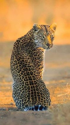 a leopard sitting on the ground in front of some grass and dirt, with its head turned to the side