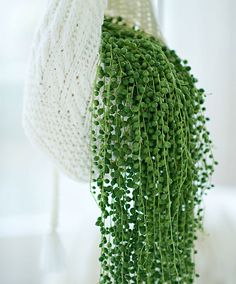 a green plant hanging from the side of a curtain