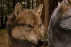 two gray wolfs standing next to each other in the woods