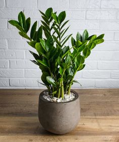 a potted plant sitting on top of a wooden table