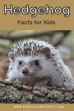 a hedgehog sitting on top of a tree branch with the words hedgehog fact for kids