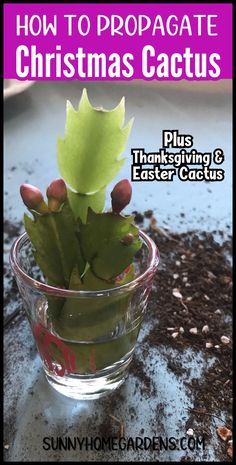 a small cactus in a glass bowl with the title how to propagate christmas cactus